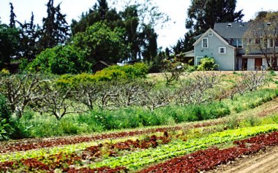 Beyound Organic: The Vision Of Fairview Gardens